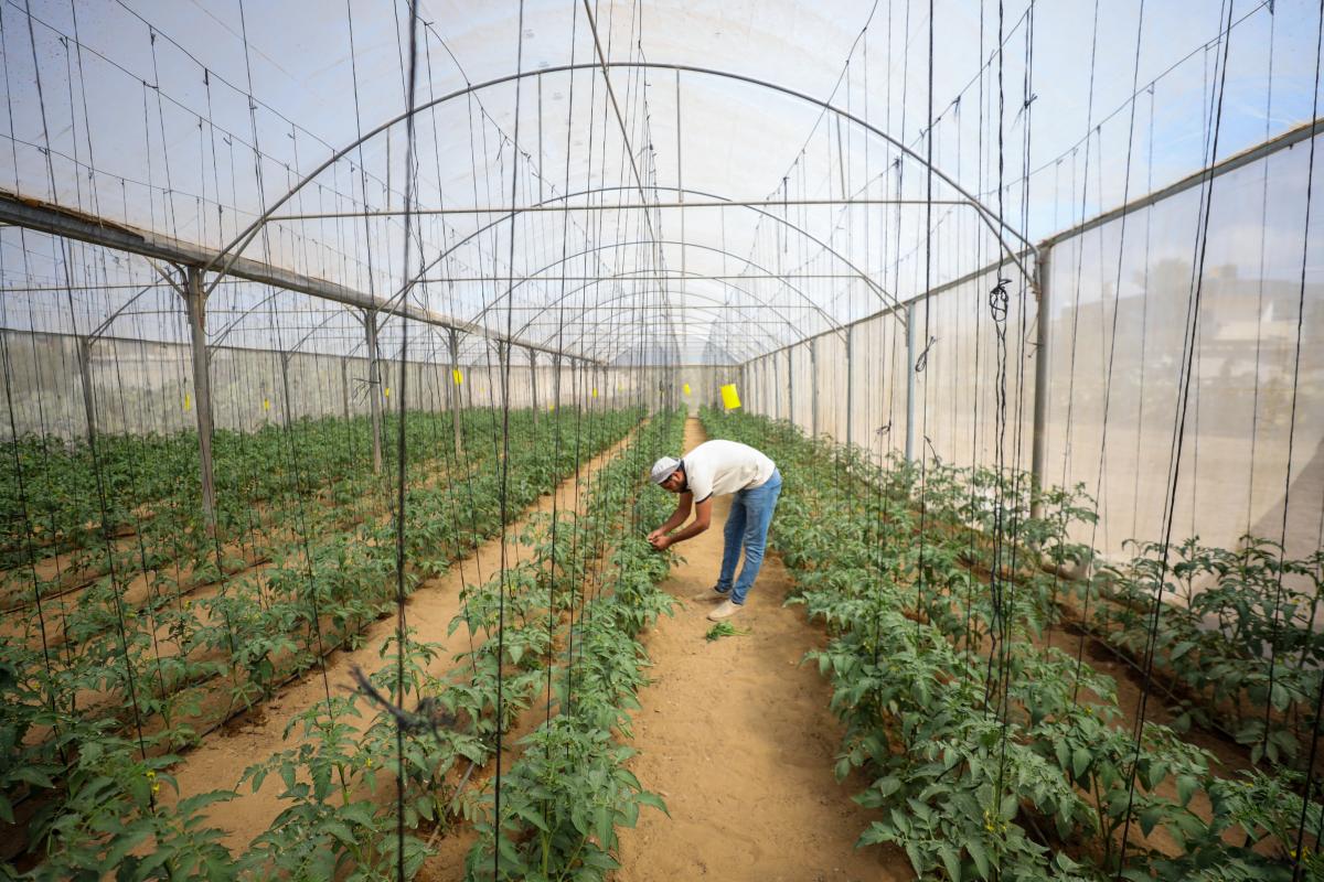 a man working in a greenhouse