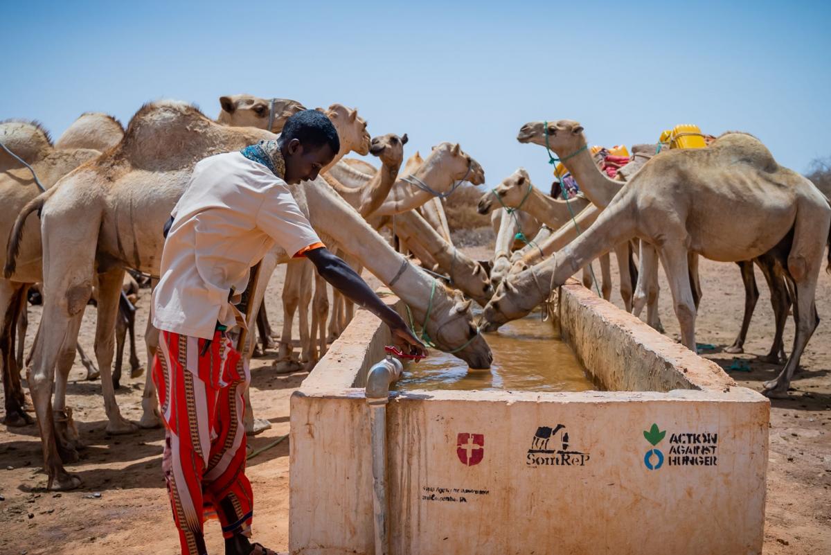 Camellos bebiendo de un pozo en Somalia