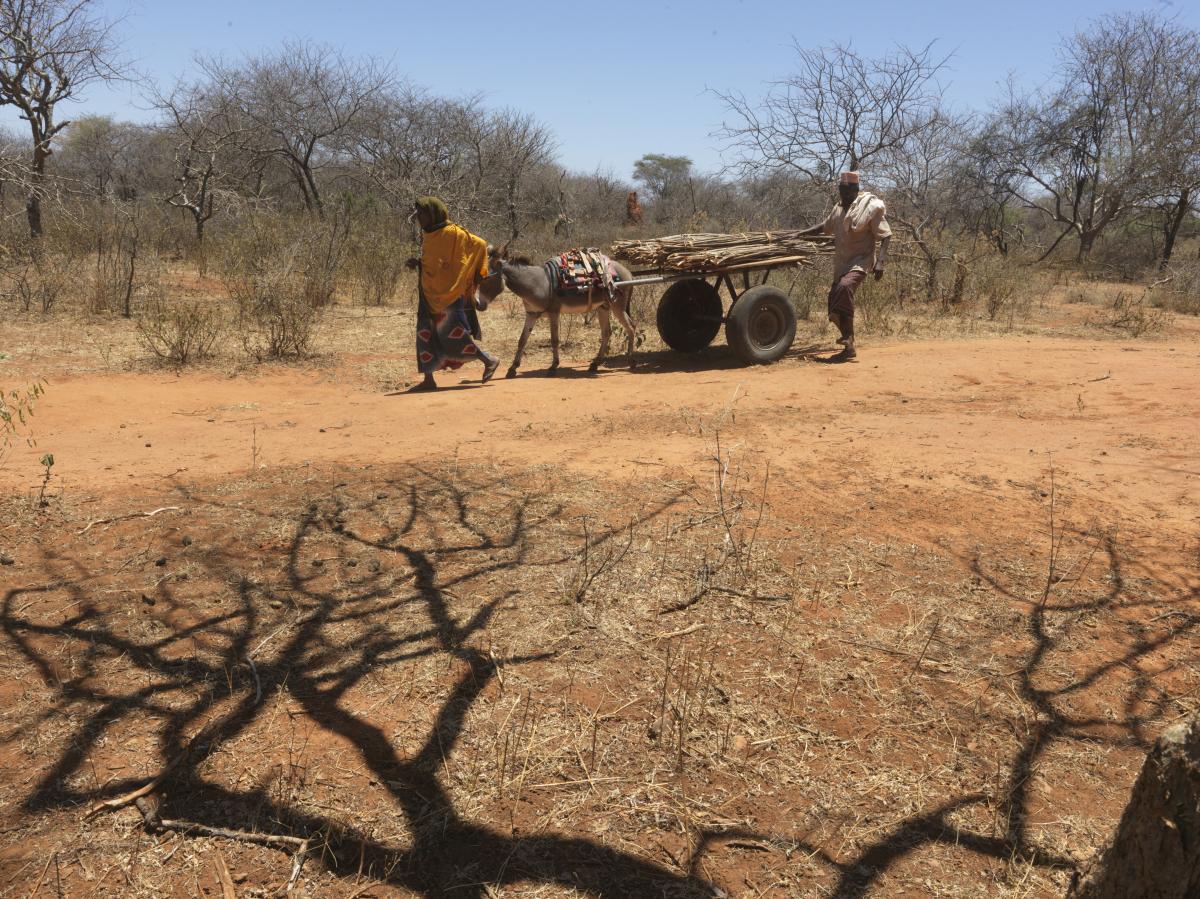 La sequía está provocando una grave inseguridad alimentaria en Etiopía. 