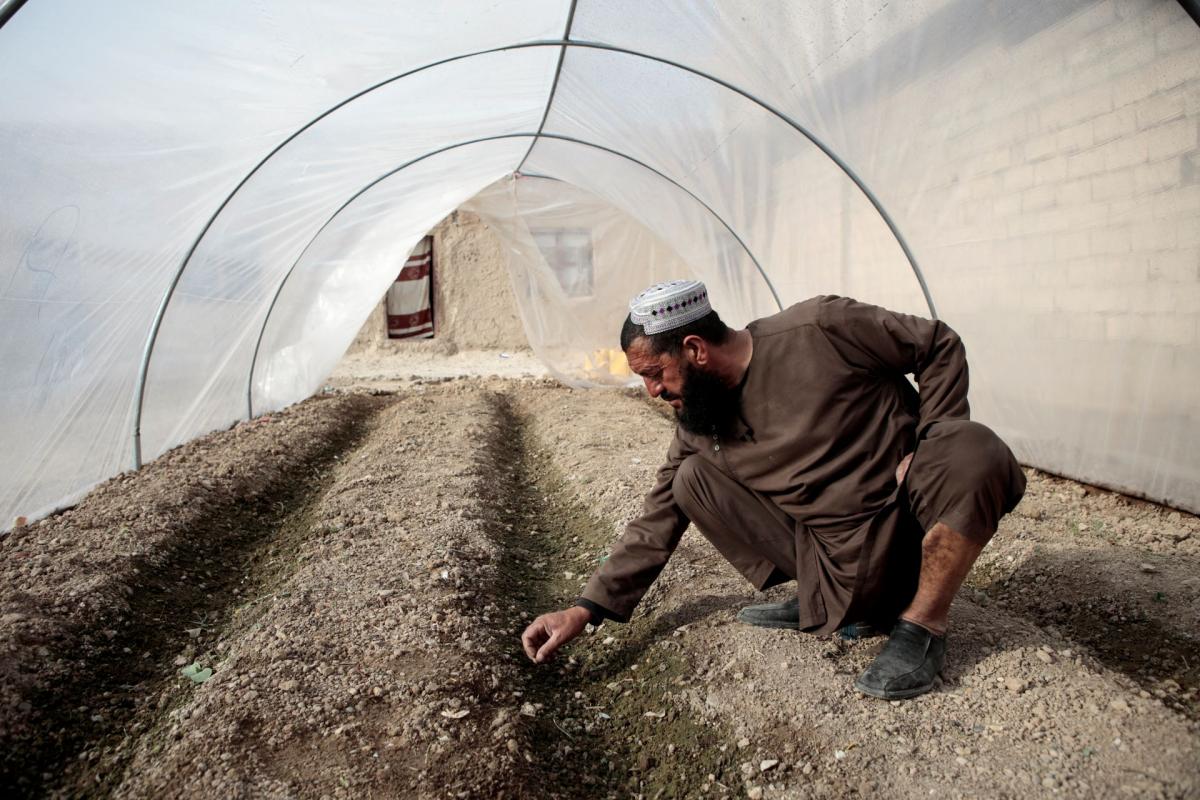 Hombre afgano cultivando semillas en un invernadero