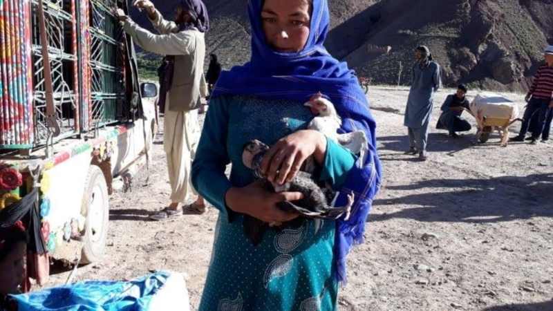 Afghanistan niña con gallinas