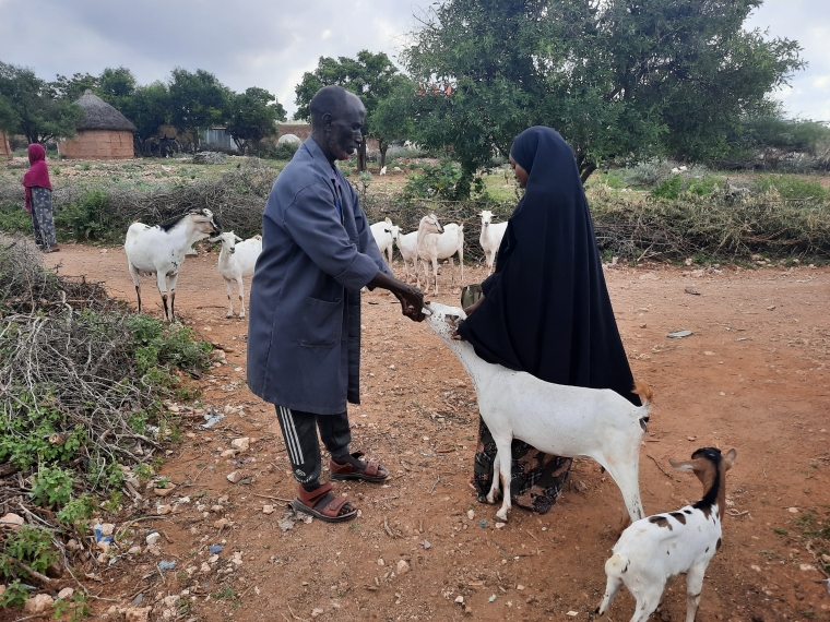 En Acción conrta el Hambre capacitamos a trabajadores comunitarios sobre sanidad animal para apoyar a los pastores. Aquí, las cabras de Haawo reciben tratamiento. Foto: Abdirazak Mohamedde Acción contra el Hambre, Somalia