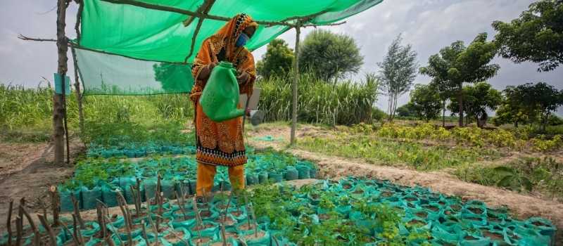 Una mujer se ocupa de los cultivos en una de las parcelas de prácticas de una escuela agrícola de Acción contra el Hambre. 