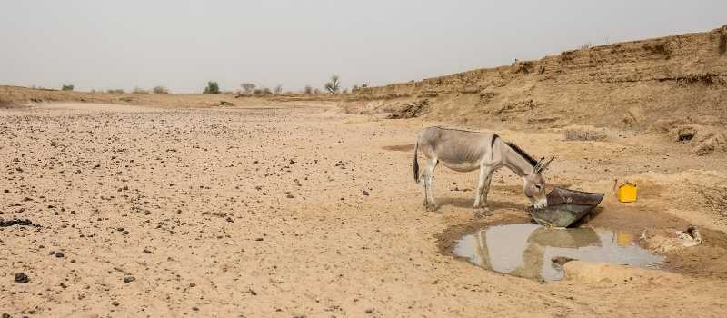 El cambio climático dificulta la vida de los pastores, ya que el agua y las tierras de pastoreo se vuelven más difíciles de encontrar. 