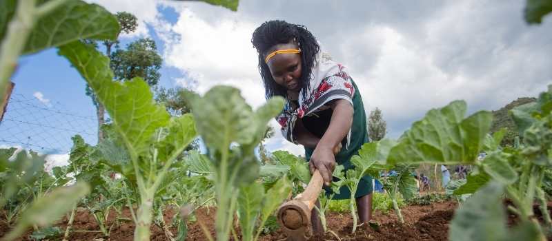 En Kenia, las agricultoras están aprendiendo sobre compostaje y otras técnicas para mantener su tierra fértil. 
