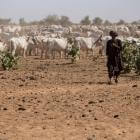 Sequía en Sahel: el análisis de biomasa anuncia una grave crisis en Mauritania y Senegal