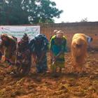 En Malí, las mujeres agricultoras cogen las riendas de las tierras