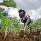 Huertos: un medio de vida para mejorar la salud en Kenia