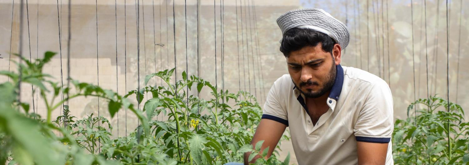 A Syrian man working at his greenhouse