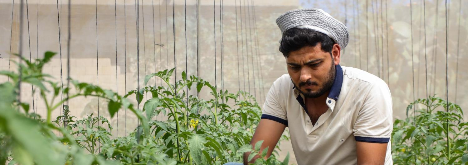 un hombre revisa plantas en un invernadero