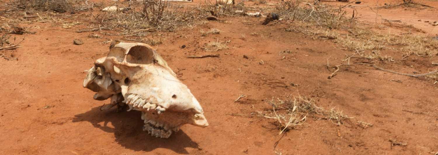 En África Oriental, enjambres de langostas del desierto han invadido comunidades durante los últimos años. 