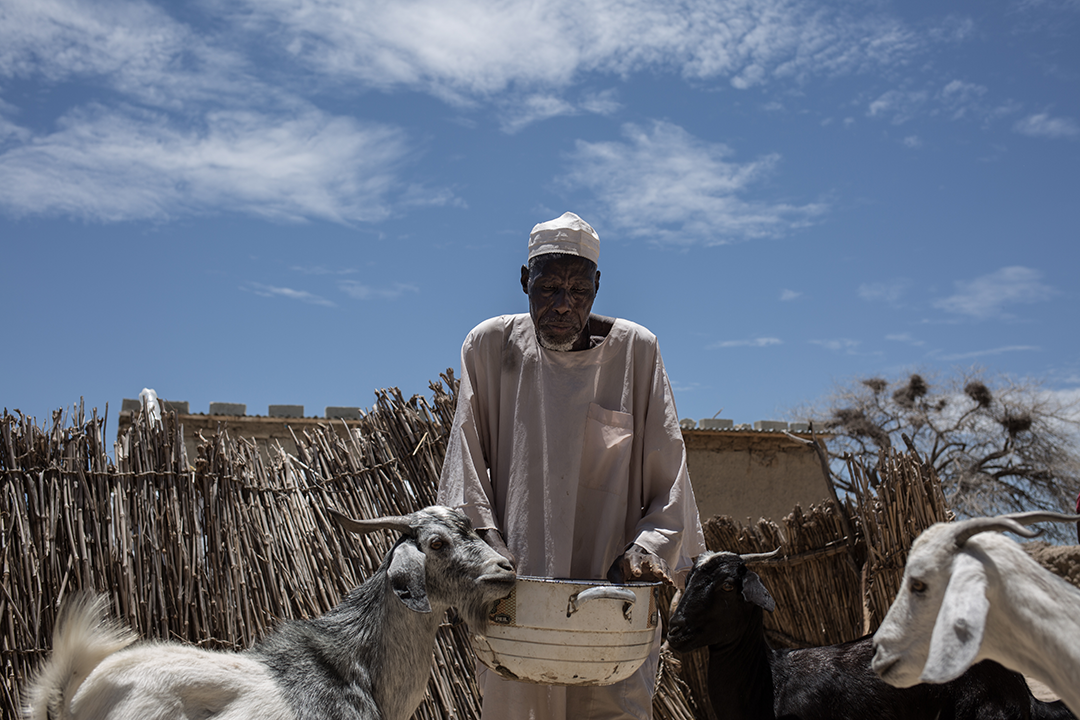 Hombre alimentando cabras en la región de Diffa, Níger. © Lys Arango para Acción contra el Hambre