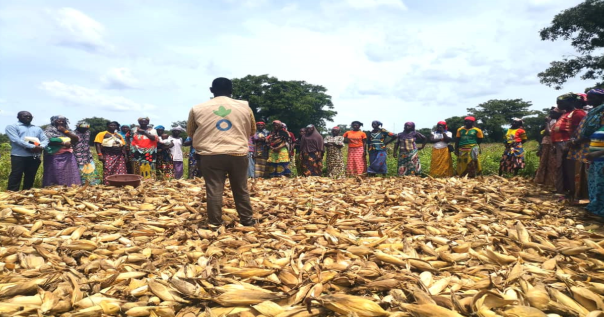 Un homme debout au milieu d'épis de maïs regarde un groupe de personnes qui l'observent.
