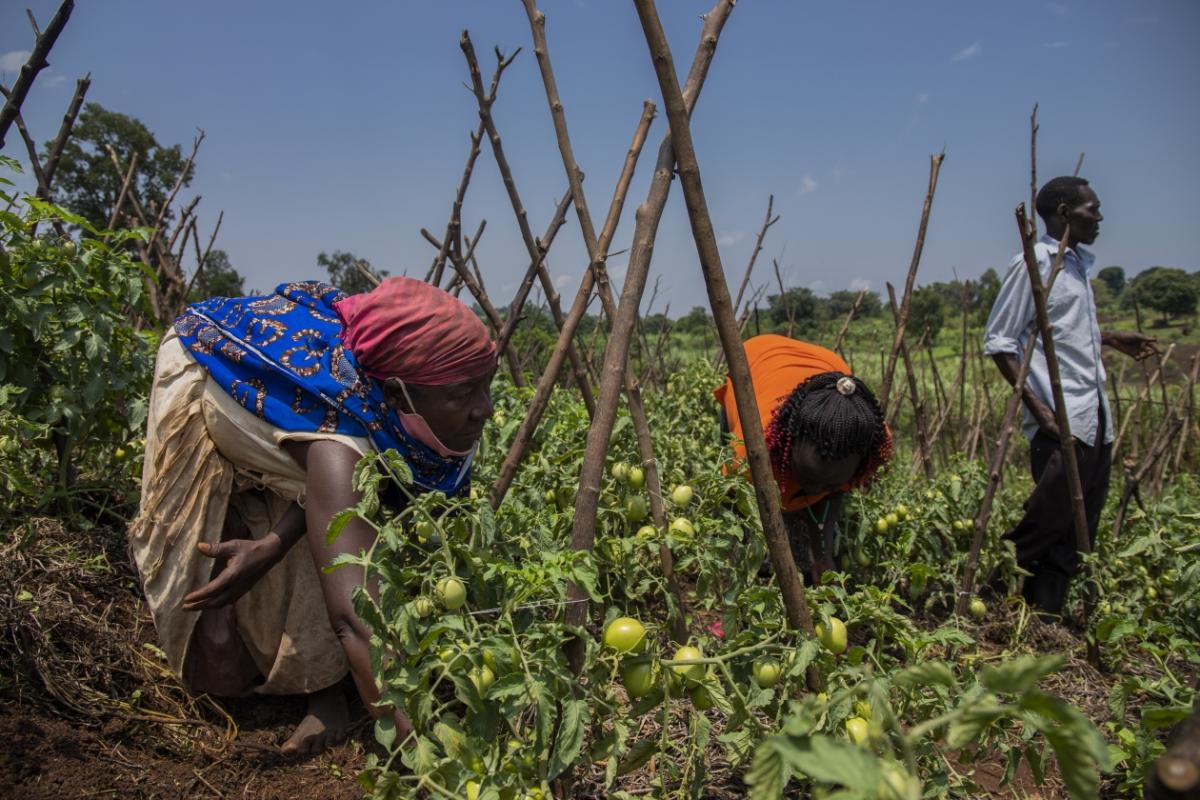 Mujeres trabajando en cultivo de tomates