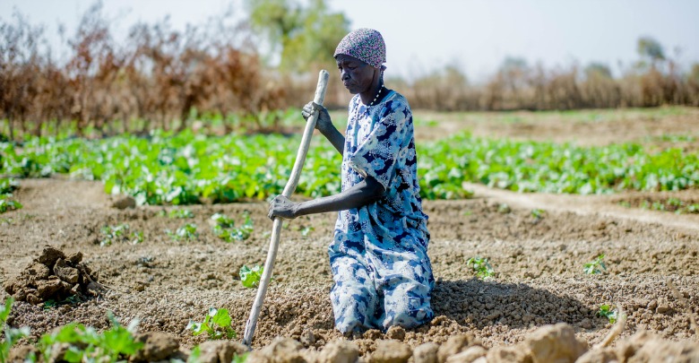 farming-ssudan-aparsons-jan2015